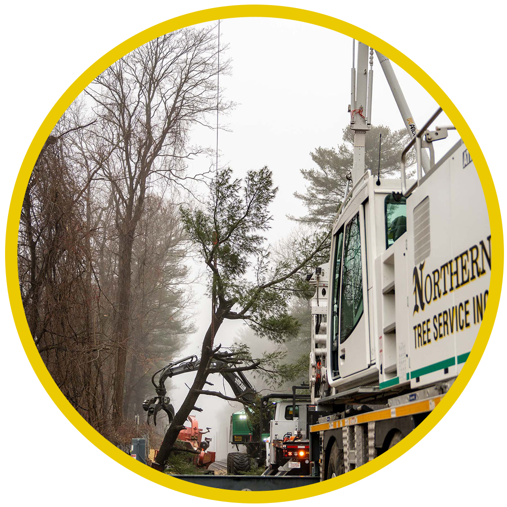 24hour tree removal western ma
